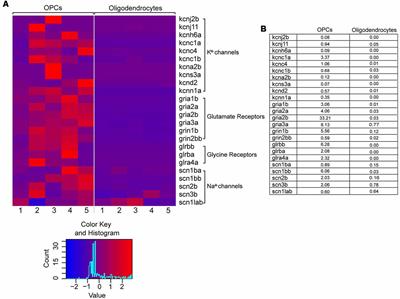 Electrophysiological Properties of Adult Zebrafish Oligodendrocyte Progenitor Cells